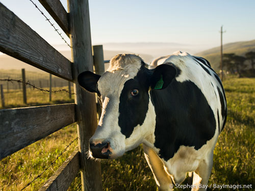 Holstein cow at Historic E Ranch