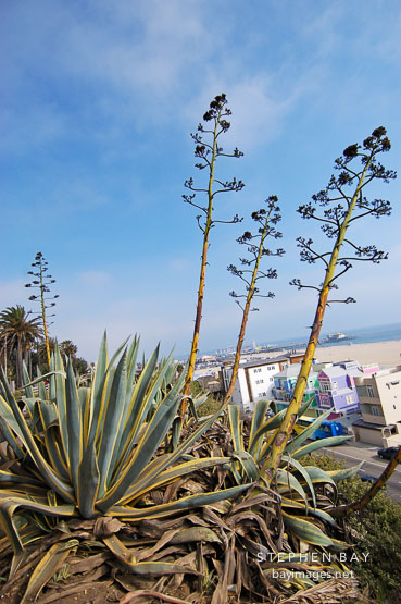 Agave. Palisades Park, Santa Monica, California, USA.