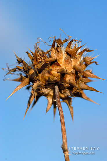 Thistle. Arastradero preserve, California, USA.
