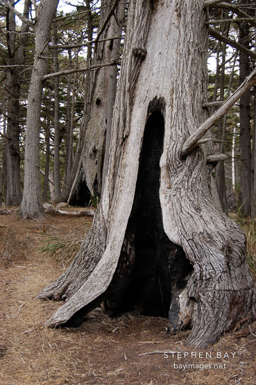 Monterey cypress grove. 17-Mile drive, California, USA.