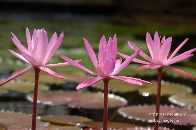 Nymphaea x. Water lilies.