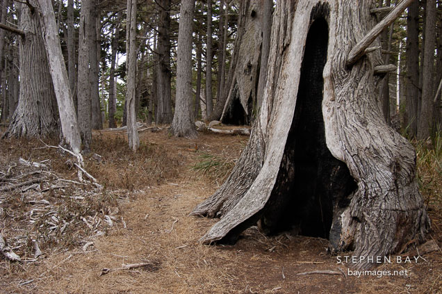 Hollowed tree. Monterey cypress grove. 17-Mile drive, California, USA.