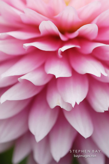 Pink Dahlia petals.