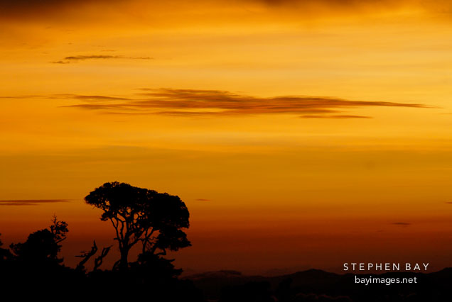 Lone tree. Monteverde, Costa Rica