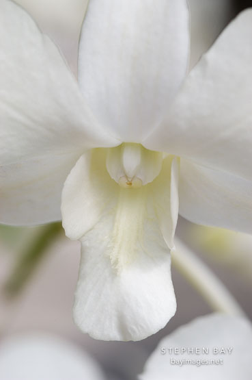 Orchid. Orchidaceae.