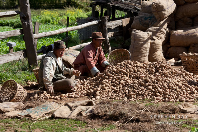 Farmers sorting potatoes. Phobjikha Valley, Bhutan.