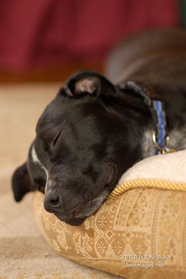 Chiqui sleeps on her bed. She is a mixed dog with Labrador retriever and American Pit Bull Terrier ancestry.
