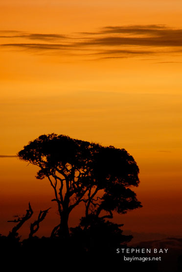 Silhouette of tree at sunset. Monteverde, Costa Rica.
