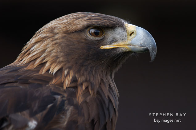 Golden eagle. Aquila chrysaetos.