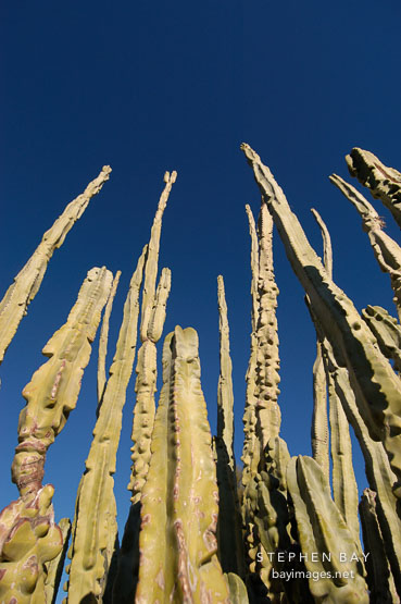 Totem pole cactus. Pachycereus schottii.