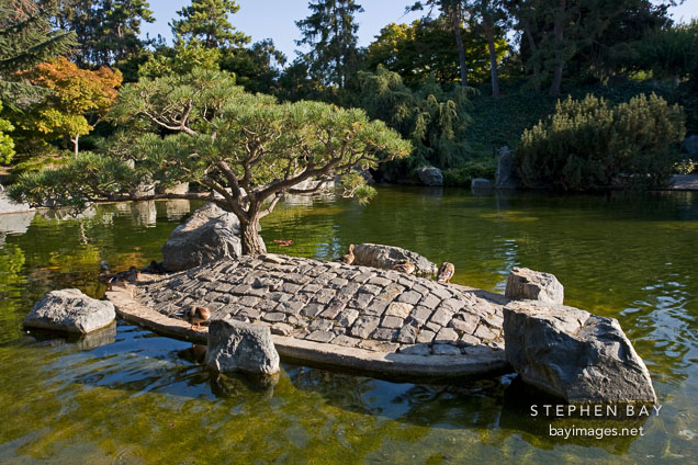 Photo Pond In Japanese Friendship Garden San Jose California