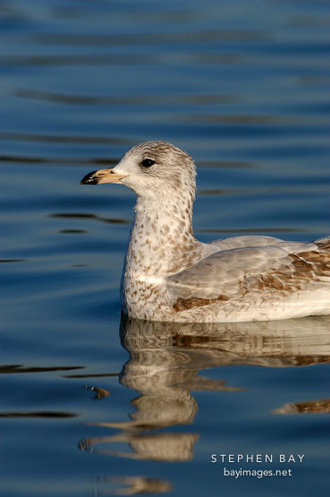 Ring-billed gull, Larus delawarensis. Palo Alto Baylands, California.