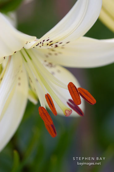 Lily.