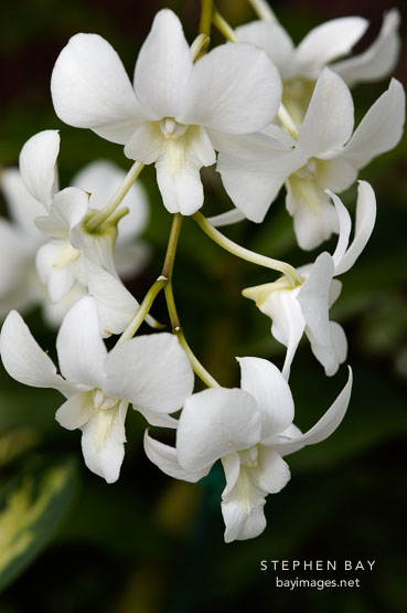 Orchid. Orchidaceae.