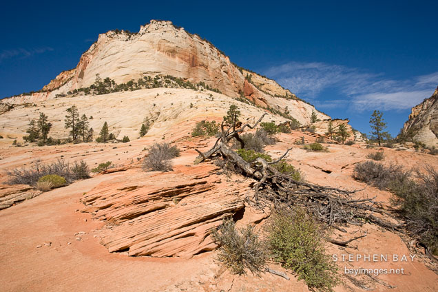 Zion Plateau. Zion NP, Utah.