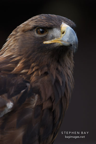 Golden eagle. Aquila chrysaetos.