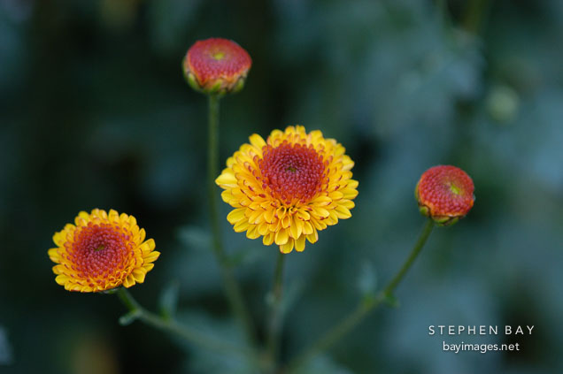 Kelvin Tattoo Yellow (pompon). Chrysanthemum (Dendranthema).