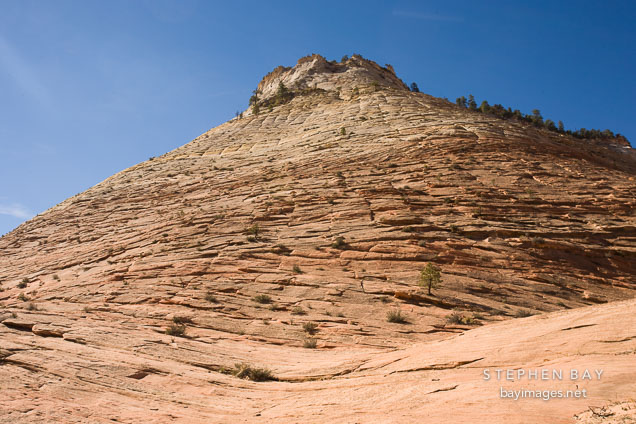 Checkerboard Mesa. Zion NP, Utah.