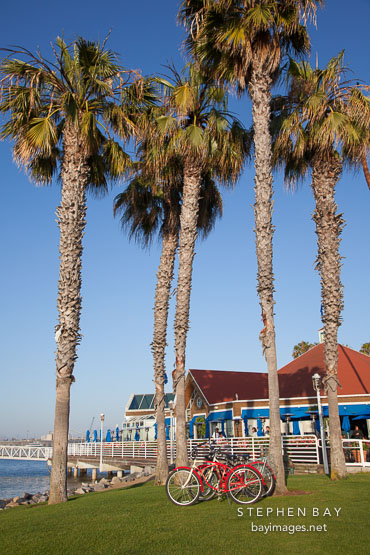 Palm trees and on Coronado. San Diego.