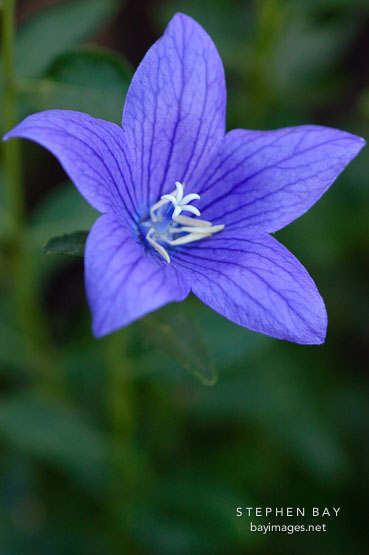 Platycodon grandiflorus. Balloon flower.