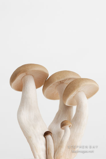 Clamshell Mushrooms