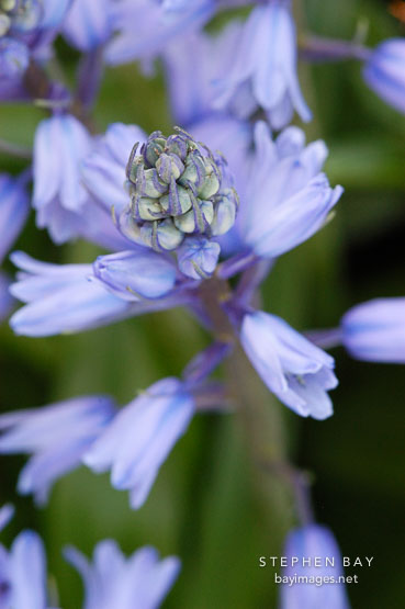 Hyacinthoides hispanica. Spanish bluebells.