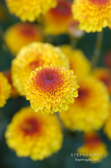 Kelvin Tattoo Yellow (pompon). Chrysanthemum (Dendranthema).