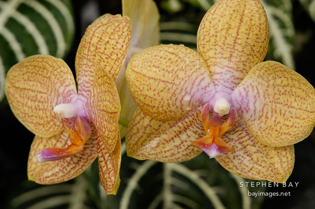 Phalaenopsis, 'California Orange' Orchid. Orchidaceae.