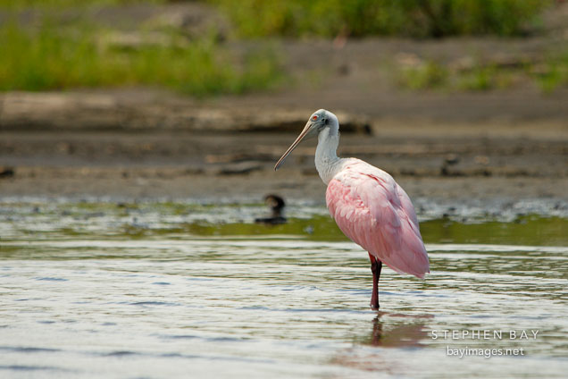 Roseate Spoonbill wading in the river. Ajaia ajaja. Cano Blanco, Limon, Costa Rica.