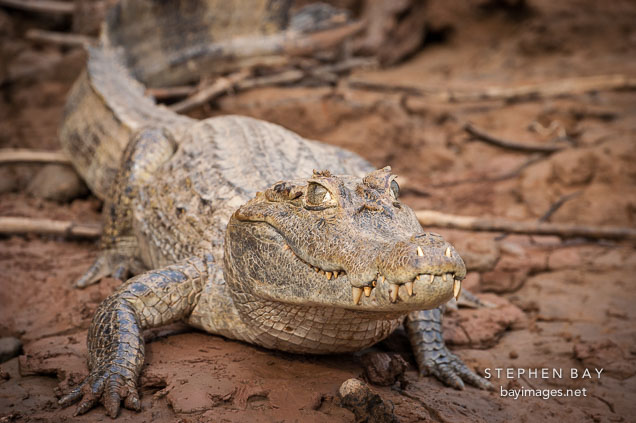 White caiman. Madre de Dios river, Amazon, Peru.