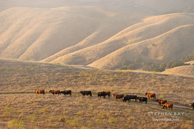 Free ranging cows traveling throught the hills at Mission Peak. Fremont, California, USA.
