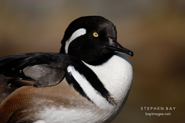 Hooded Merganser. Lophodytes cucullatus.