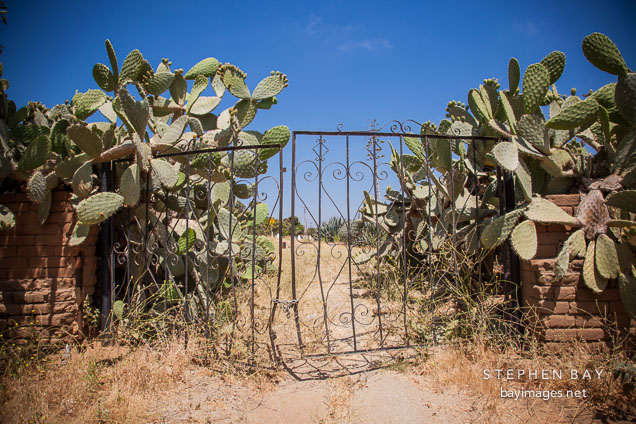 Gate overgrown with cacti.