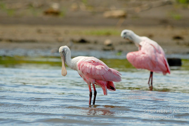 Wading Roseate Spoonbills. Ajaia ajaja. Cano Blanco, Limon, Costa Rica.