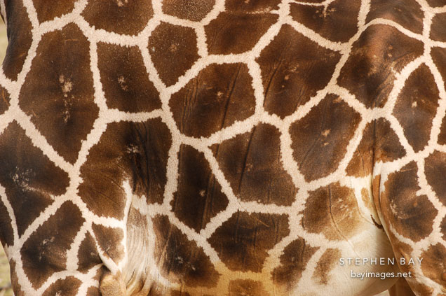 Giraffe, reticulated. Giraffa camelopardalis.