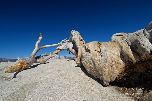 Dead Jeffrey Pine on Sentinal Dome. Yosemite National Park, California, USA.