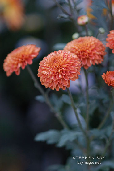 Kelvin Mandarin (pompon). Chrysanthemum (Dendranthema).