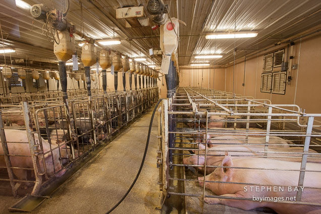 Pregnant pigs in gestation stalls. ISU Swine Farm. Ames, Iowa.