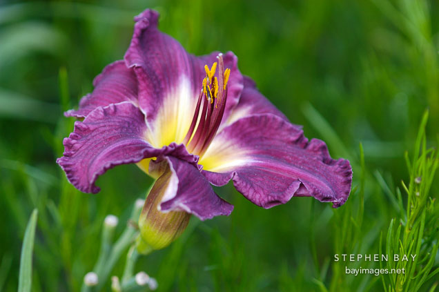 Hemerocallis 'Darker Shade'.