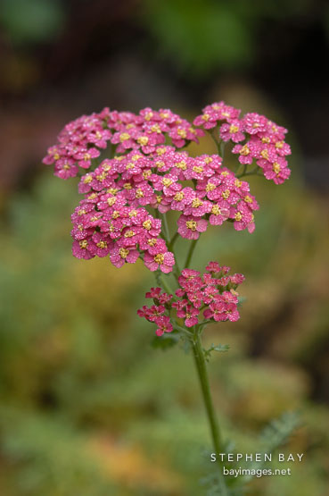Achillea Millefolium 'Paprika'