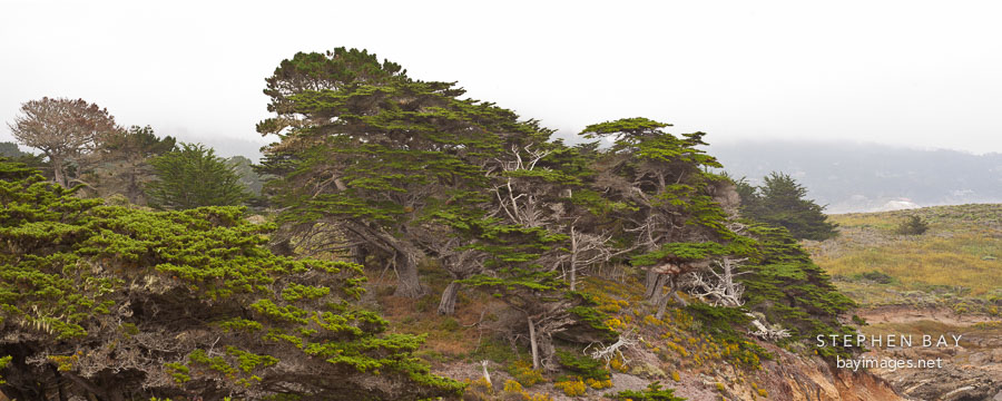 Allan Memorial Grove at Point Lobos, California.