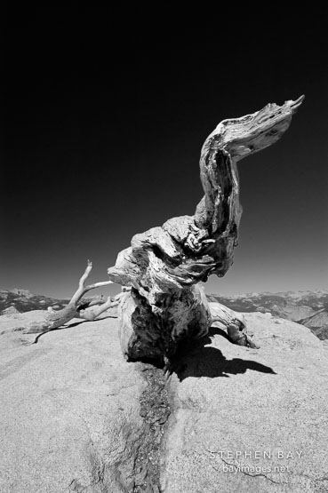 Fallen Jeffrey Pine on Sentinal Dome. Yosemite National Park, California, USA.