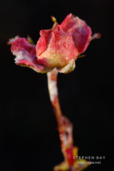 Rose, Awakening.