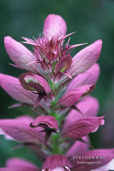 Acanthus spinosus. Bear's breeches.