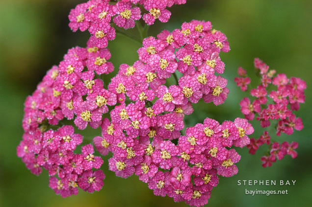 Achillea Millefolium 'Paprika'