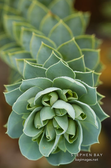Euphorbia myrsinites.