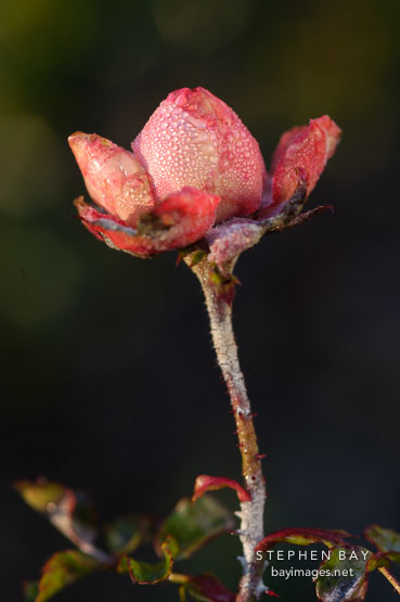 Rose, Awakening.