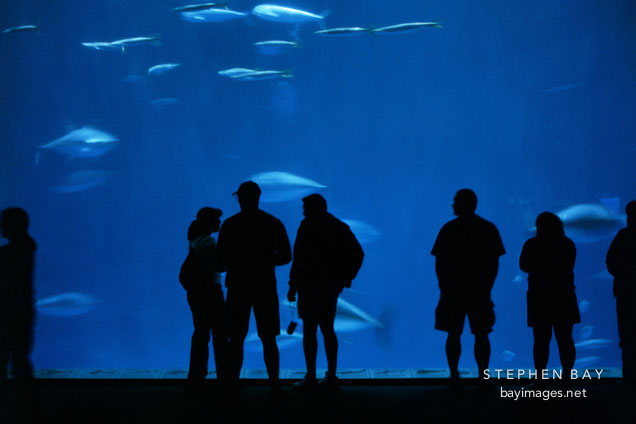 Visitors at the Monterey Aquarium. Monterey, California.
