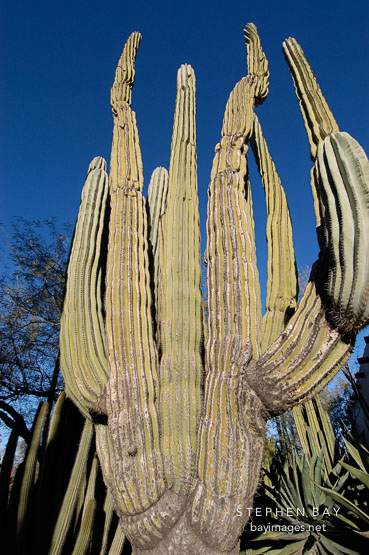 Cardon. Pachycereus pringlei.