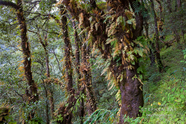 Epiphytes growing in the forested hillsides. Thimphu Valley, Bhutan.